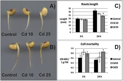 Cadmium Stress Leads to Rapid Increase in RNA Oxidative Modifications in Soybean Seedlings